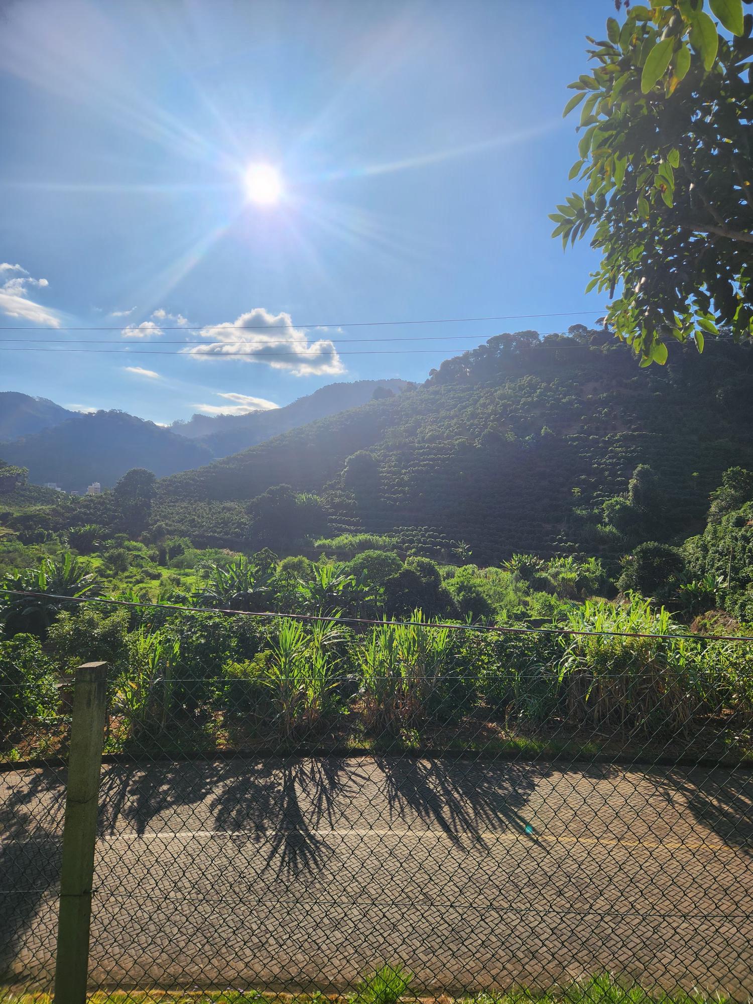 Lavoura de café no interior do Espírito Santo, aos olhos de Thiago Loureiro.